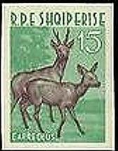 Roe Deer (Capreolus capreolus)