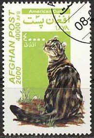 Stamp, American Curl (Felis silvestris catus), Afghanistan,  , Mammals, Cats, Animals (Fauna)