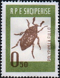 Pine Chafer (Polyphilla fullo)