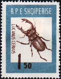 Stag Beetle (Lucanus cervus)