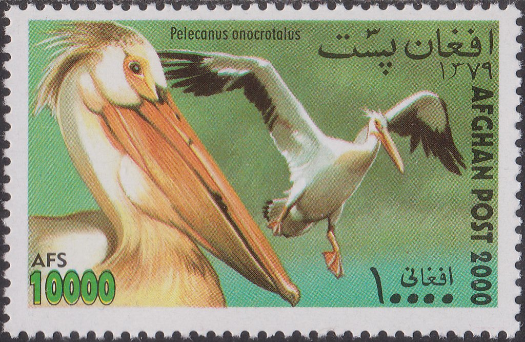 Rosy Pelican (Pelecanus onocratalus)