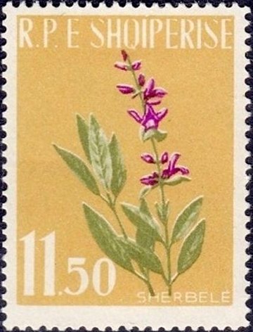Garden Sage