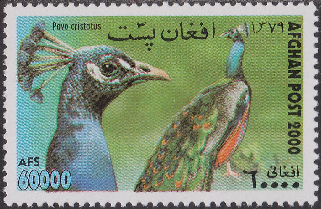 Common Peacock (Pavo cristatus)