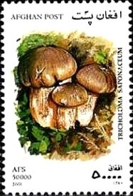 Stamp, Tricholoma saponaceum, Afghanistan,  , Mushrooms