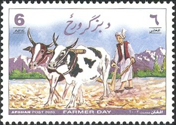 Nkone Cattle (Bos primigenius taurus) with Plow