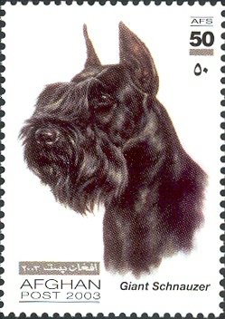 Stamp, Giant Schnauzer (Canis lupus familiaris), Afghanistan,  , Dogs