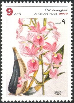 Stamp, Calanthe Veitchii, Afghanistan,  , Orchids
