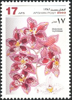 x Odontioda vuylstekeae