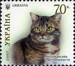 American Shorthair (Felis silvestris catus)