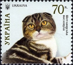 Scottish Fold (Felis silvestris catus)