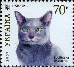Russian Blue (Felis silvestris catus)