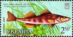 Common Zingel (Zingel zingel)