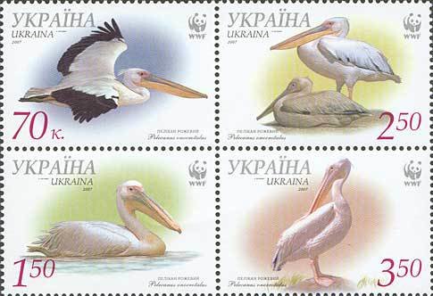 Great White Pelican (Pelecanus onocrotalus)