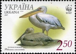Stamp, Great White Pelican (Pelecanus onocrotalus), Ukraine,  , WWF, Pelicans