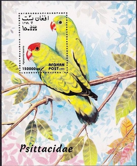 Abyssinian Lovebird (Agapornis taranta)
