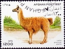 Lama (Lama guanicoe glama)