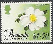 Stamp, Rosa bracteata, Bermuda,  , Flowers, Roses