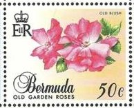 Stamp, Old blush, Bermuda,  , Flowers, Roses