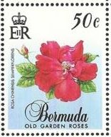 Rosa chinensis semperflorens