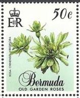 Rosa chinensis viridiflora