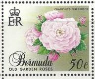 Stamp, Champney's pink cluster, Bermuda,  , Flowers, Roses