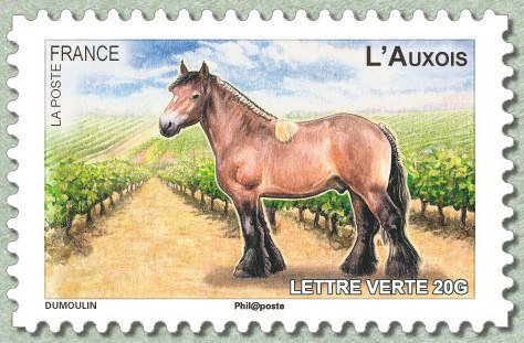 Auxois (Equus ferus caballus)