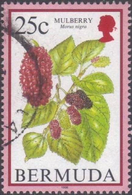 Mulberry