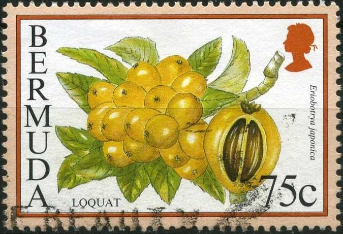 Loquat