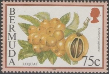 Loquat