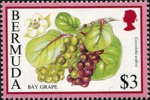 Bay grape