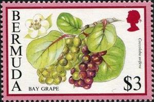 Stamp, Bay grape, Bermuda,  , Fruits