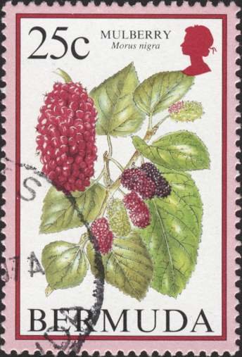 Mulberry