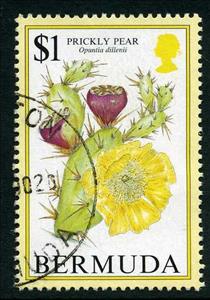 Stamp, Prickly pear, Bermuda,  , Fruits