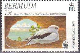 White-tailed Tropicbird (Phaethon lepturus)