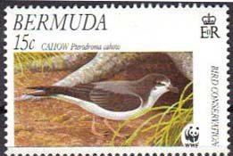 Bermuda Petrel (Pterodroma cahow)