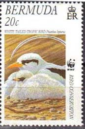 White-tailed Tropicbird (Phaethon lepturus)