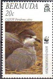 Bermuda Petrel (Pterodroma cahow)