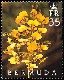 Rossioglossum ampliatum