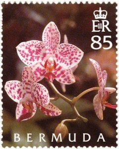 Phalaenopsis Pine Hill