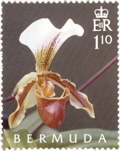 Paphiopedilum x leeanum