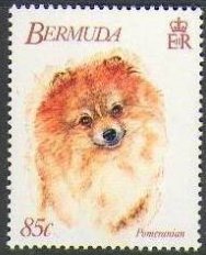 Pomeranian