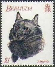 Schipperke