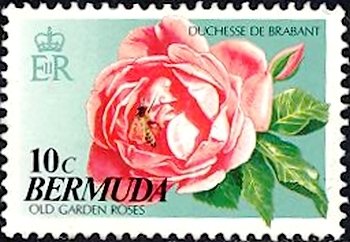 Duchesse de Brabant Rose, Bee