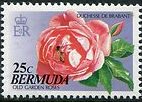 Duchesse de Brabant Rose, Bee