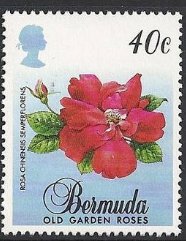 Rosa chinensis semperflorens