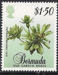 Rosa chinensis viridiflora