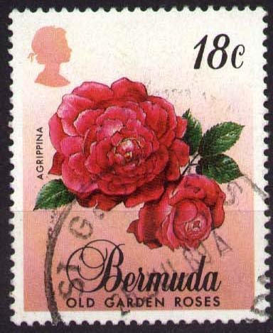 Agripina