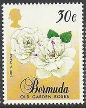 Stamp, Smith's Parish, Bermuda,  , Flowers, Roses