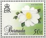 Stamp, Rosa bracteata, Bermuda,  , Flowers, Roses