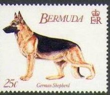 German shepherd